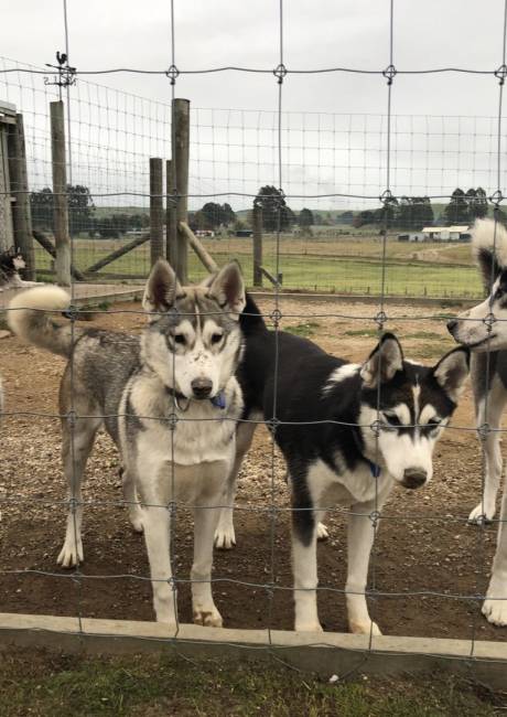 Husky proof fence sale